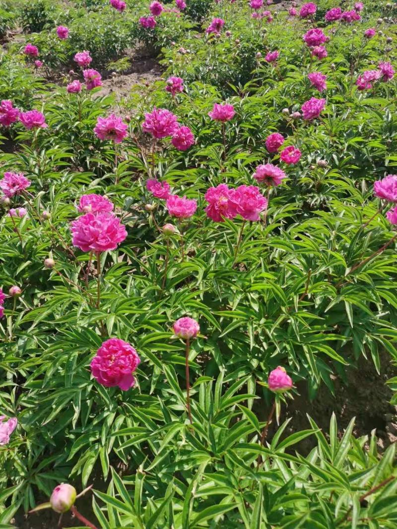 芍药花多色千层芍药花东北耐寒重瓣芍药花量大优惠