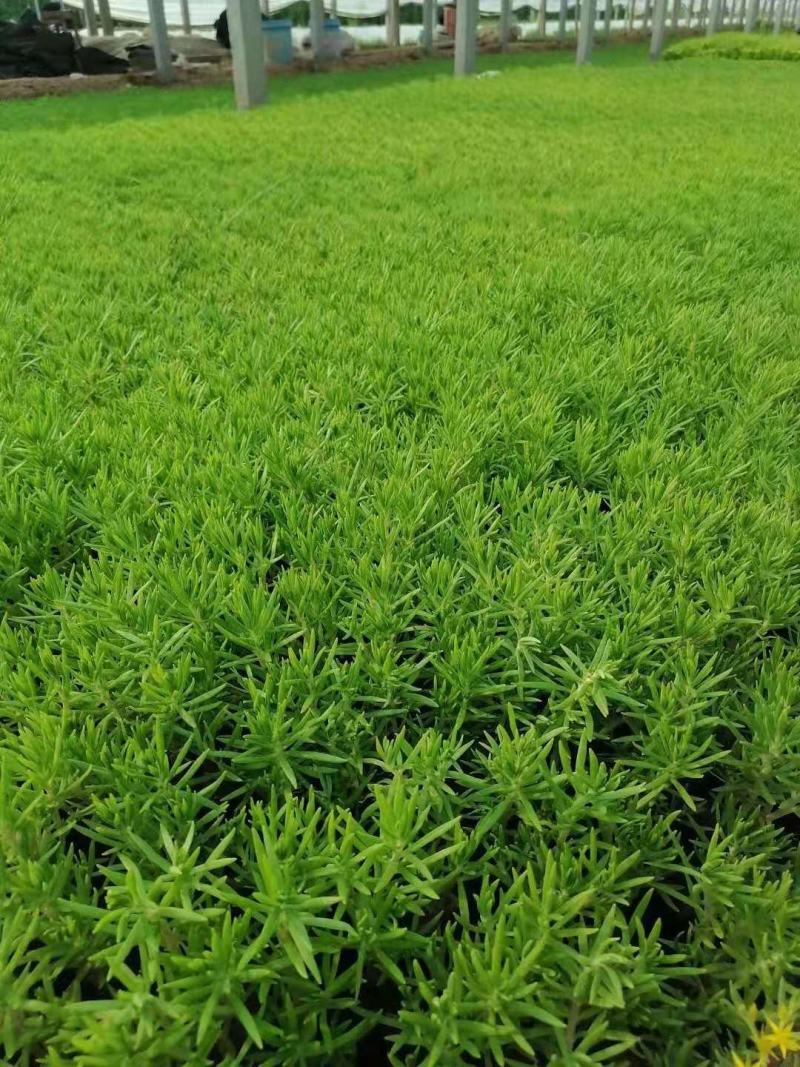 佛甲草，绿叶，青叶，大量甩卖，基地直供，山东货源