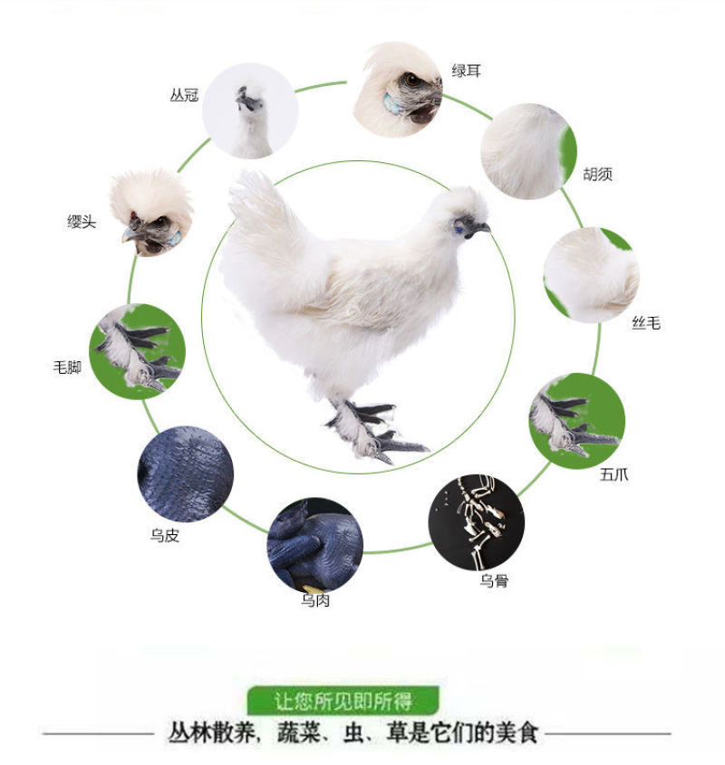 【热销包邮】正宗乌鸡新鲜现杀黑乌鸡农家散养冷冻鸡肉多规格