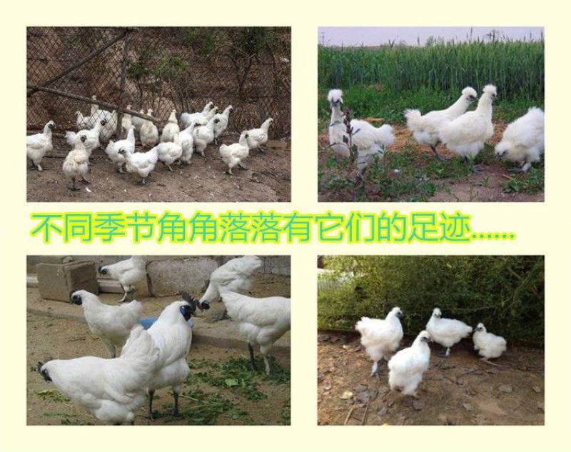 【热销包邮】正宗乌鸡新鲜现杀黑乌鸡农家散养冷冻鸡肉多规格