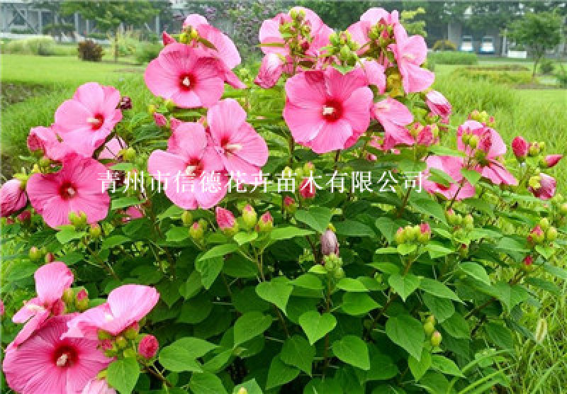 大花秋葵，绿化工程专用苗，基地直发，随时欢迎考察