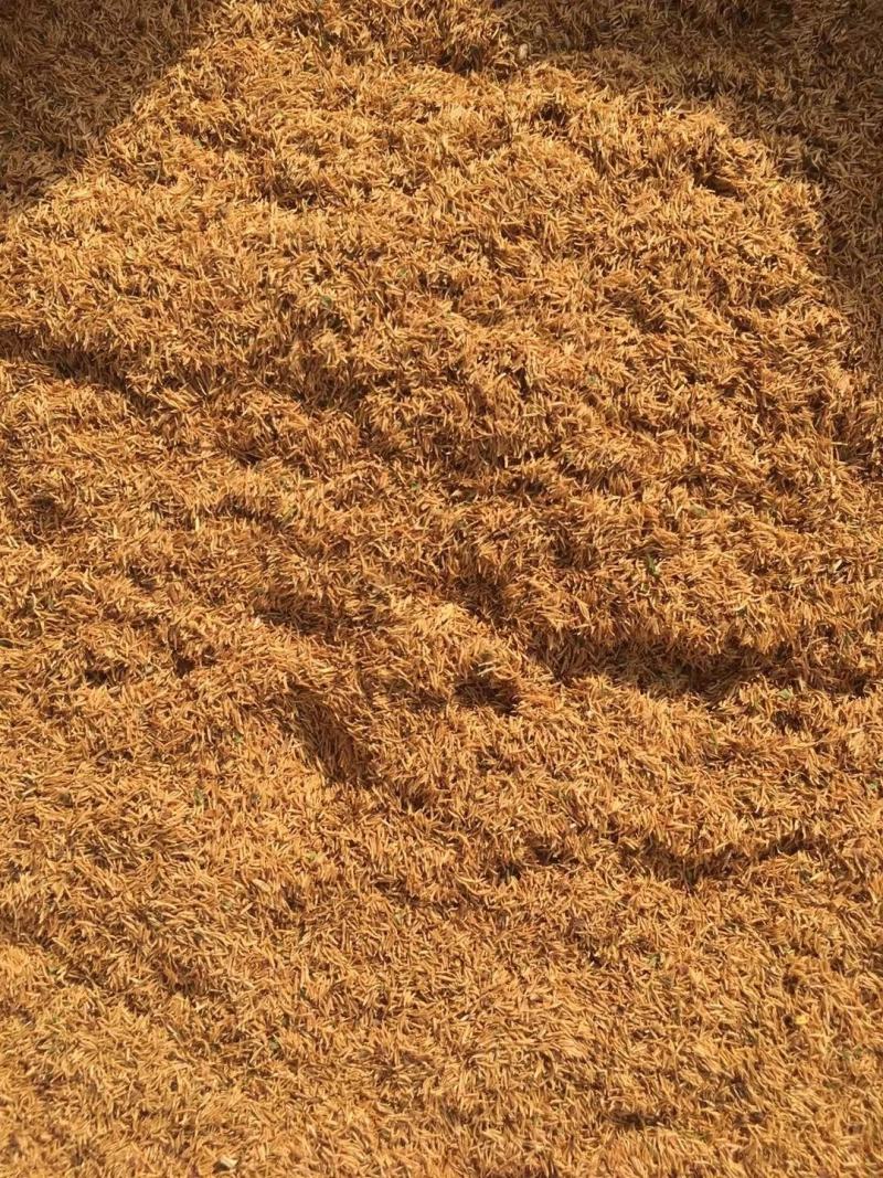雪柳花种子珍珠绣线菊繁育量大优惠支持种植繁育技术