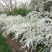 雪柳花种子珍珠绣线菊繁育量大优惠支持种植繁育技术