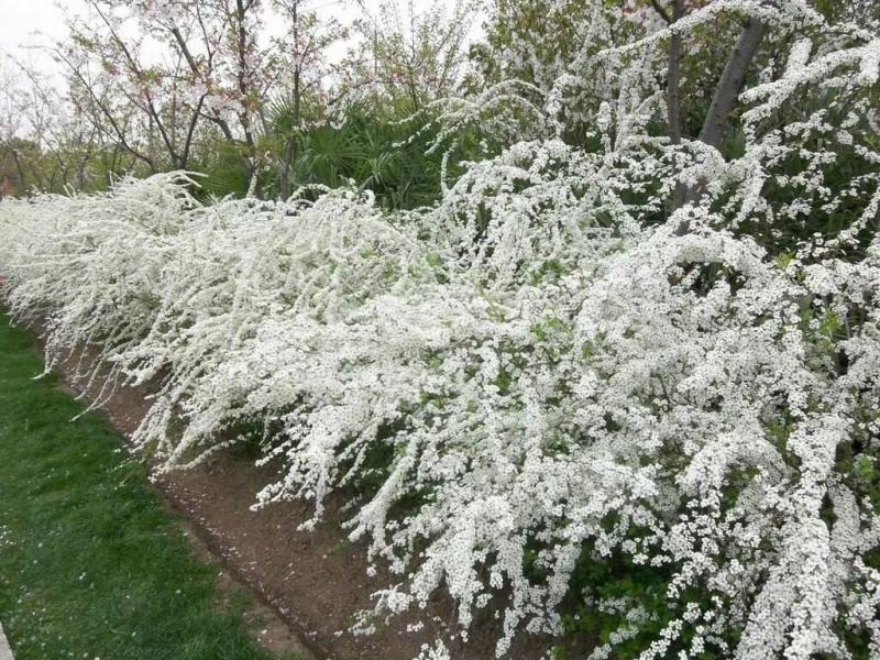 雪柳花种子珍珠绣线菊繁育量大优惠支持种植繁育技术