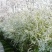 雪柳花种子珍珠绣线菊繁育量大优惠支持种植繁育技术