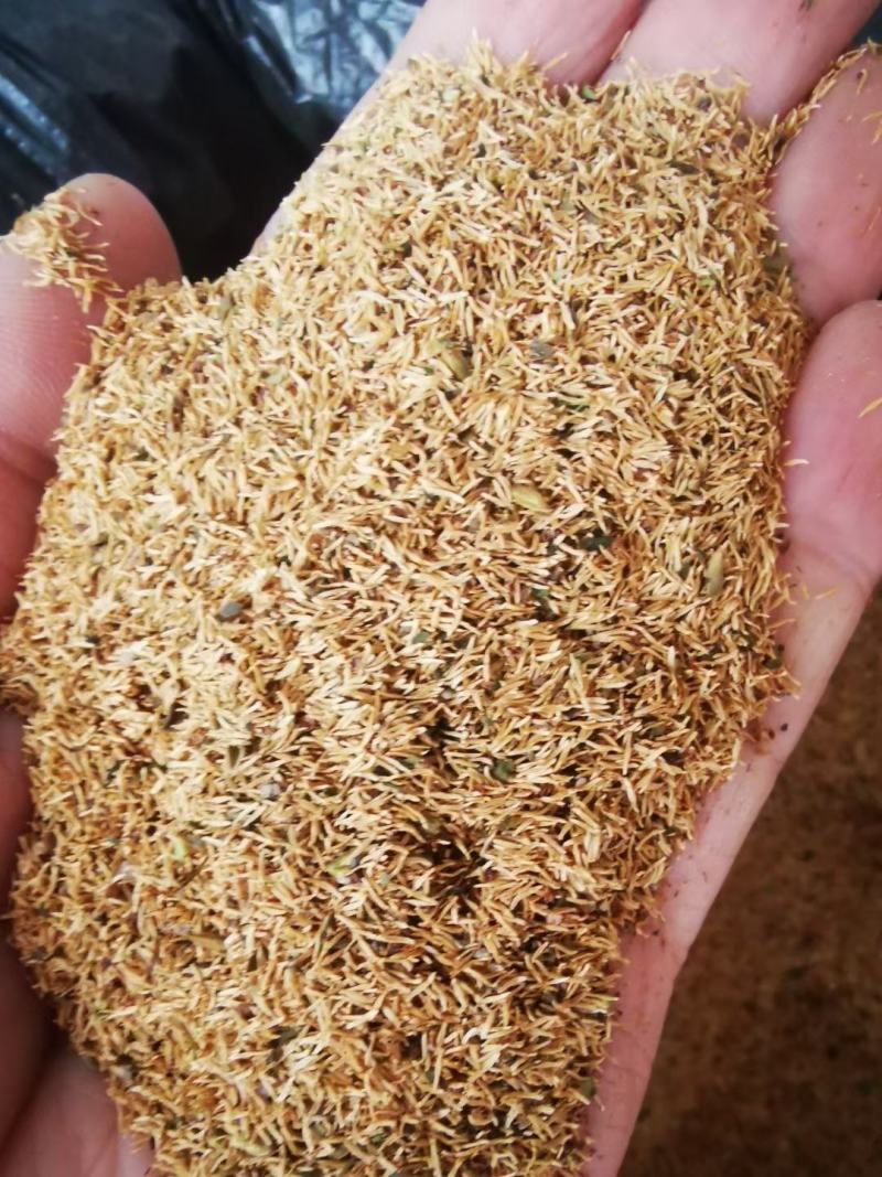 雪柳花种子珍珠绣线菊繁育量大优惠支持种植繁育技术
