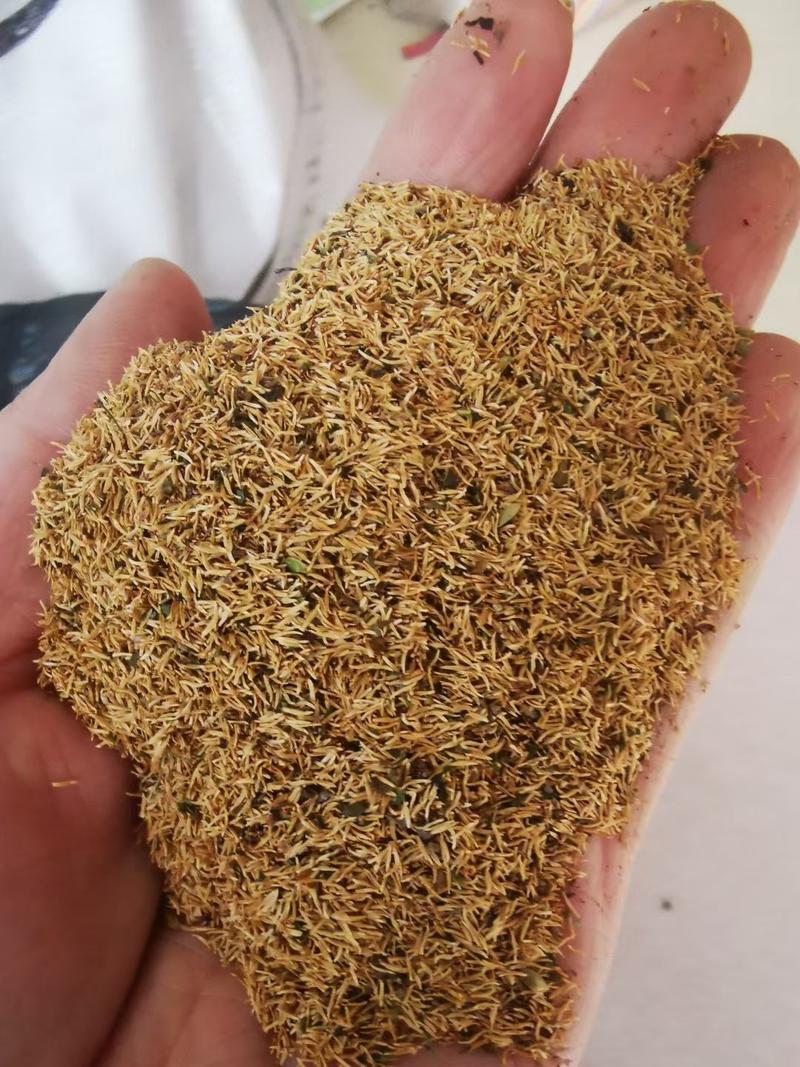 雪柳花种子珍珠绣线菊繁育量大优惠支持种植繁育技术
