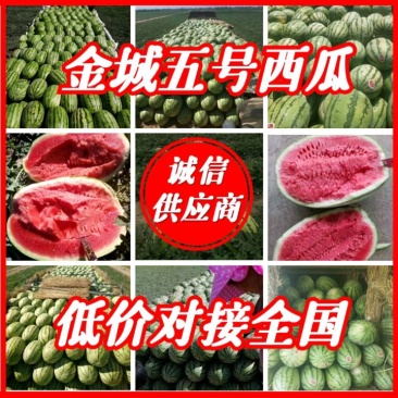 宁夏西瓜硒砂瓜金城5号西瓜石头瓜石缝瓜全国代收