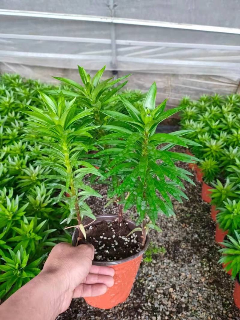 亚洲百合，山东青州货，直接发货，量大可以优惠