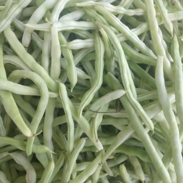 洋县白不老四季豆大量上市中，无虫眼，颜色青白，