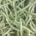洋县白不老四季豆大量上市中，无虫眼，颜色青白，