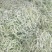 洋县白不老四季豆大量上市中，无虫眼，颜色青白，
