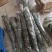 明日行，兴津60，枝条供应，有结果大树。欢迎实地考察。