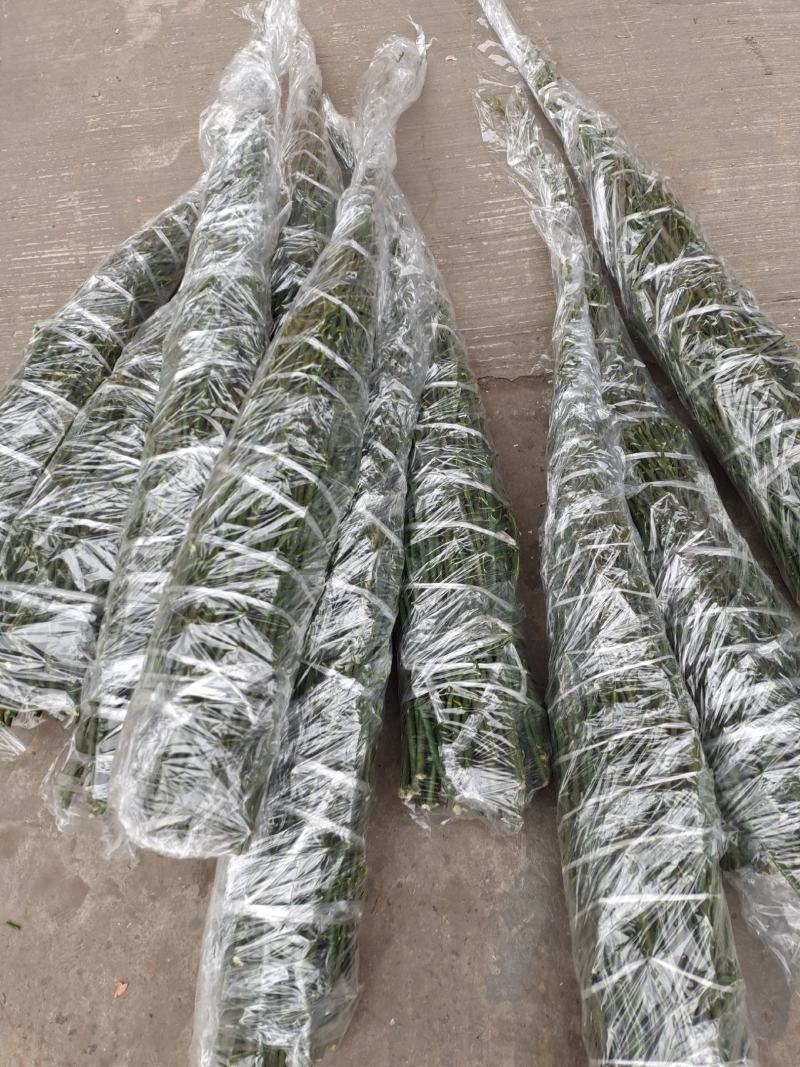 明日行，兴津60，枝条供应，有结果大树。欢迎实地考察。