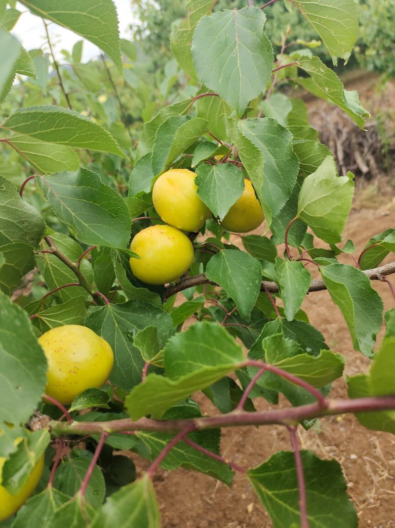 珍珠油杏