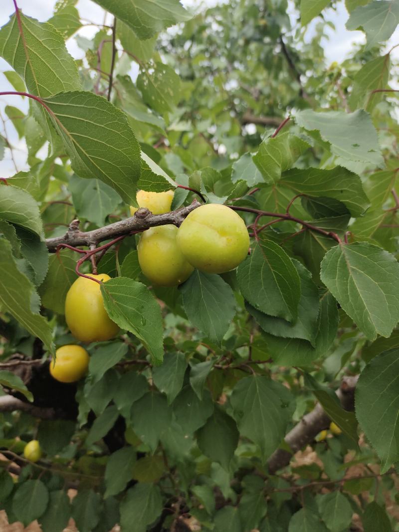 珍珠油杏