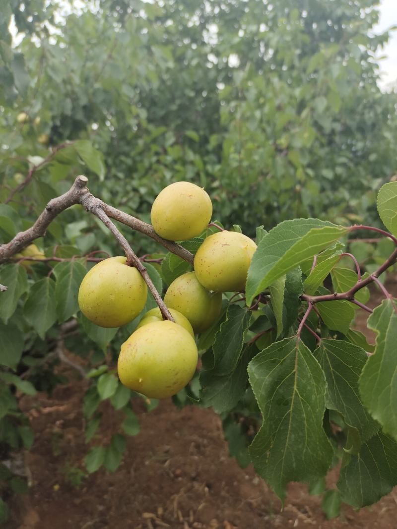 珍珠油杏