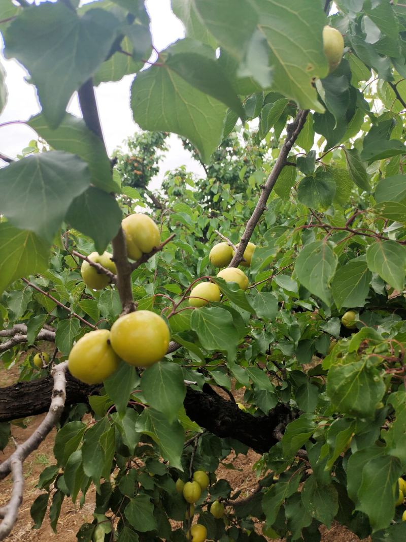 珍珠油杏