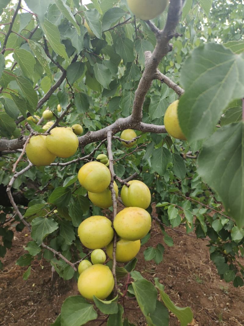 珍珠油杏