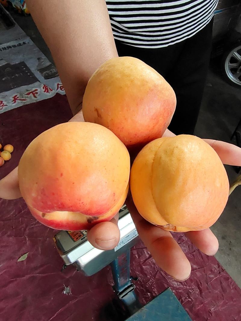 大玉杏