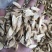 黄芪片小黄芪大粉料中片黄芪大片黄芪