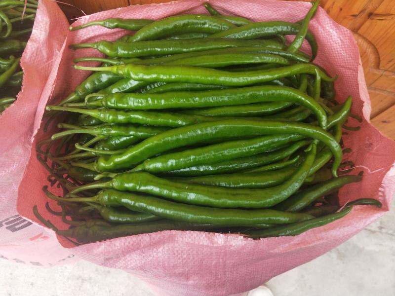 8号线椒