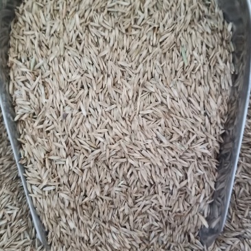 多年生黑麦草高产
