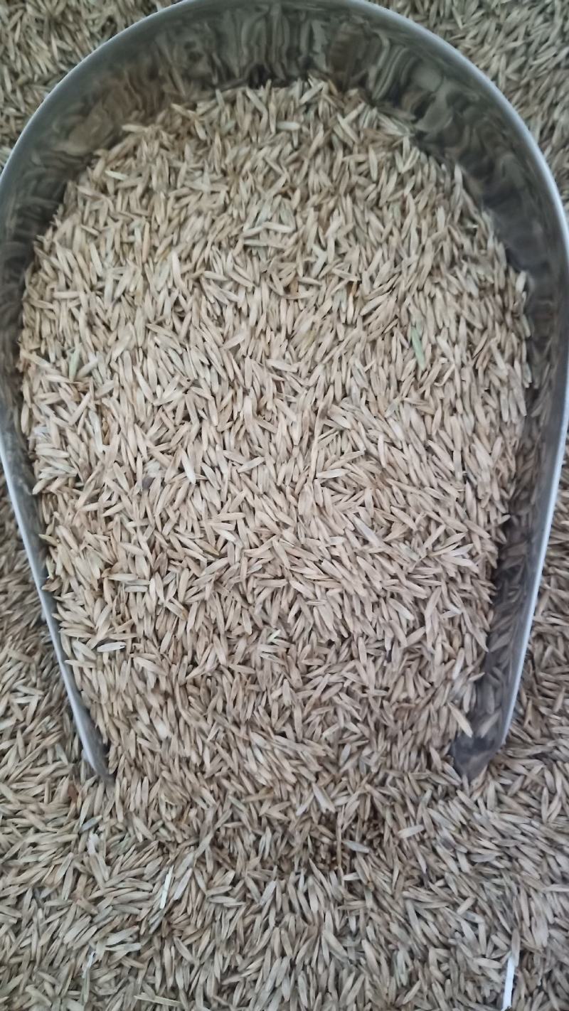 多年生黑麦草高产