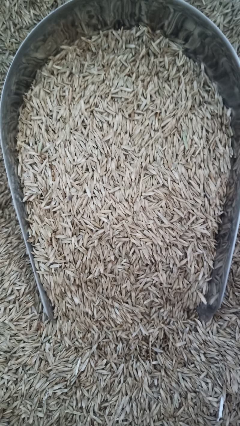 多年生黑麦草高产
