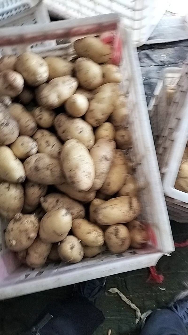 山东优质荷兰十五土豆大量上市，质量保证，价格便宜
