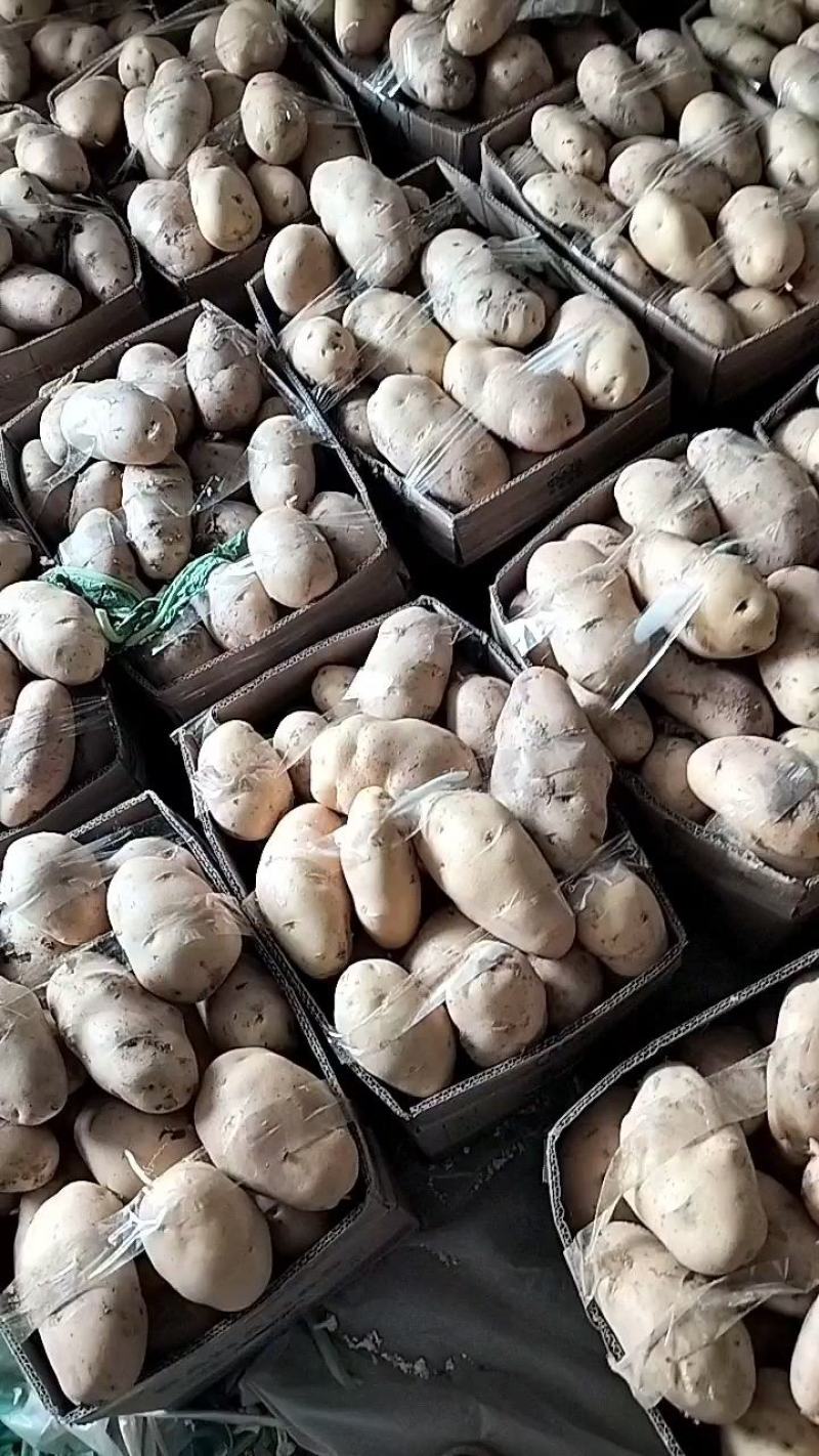 山东优质荷兰十五土豆大量上市，质量保证，价格便宜