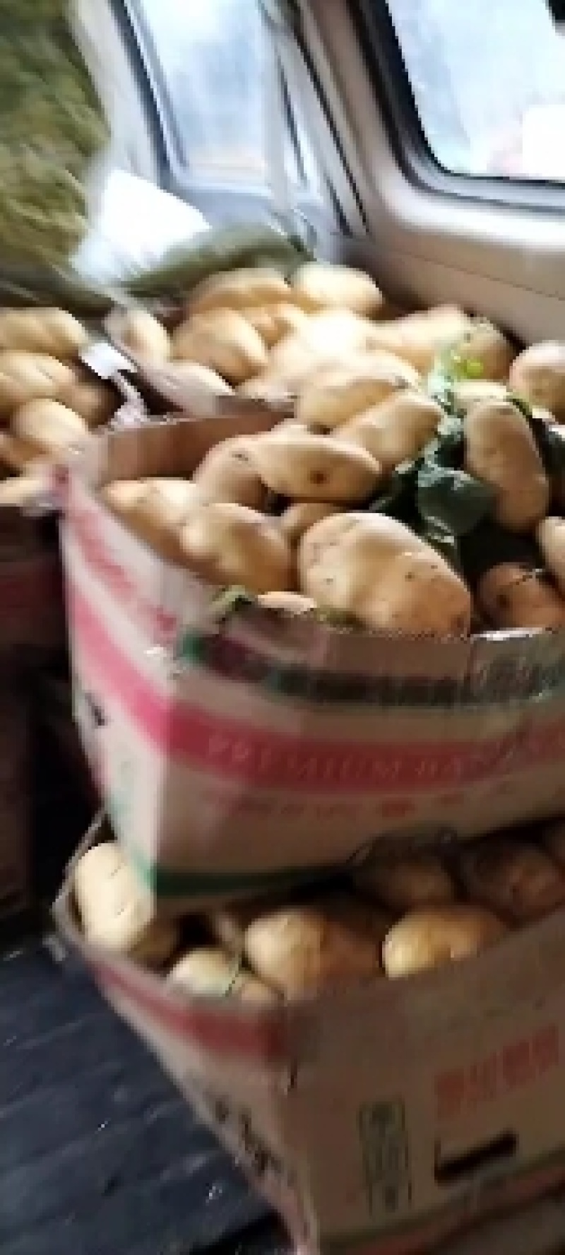 山东优质荷兰十五土豆大量上市，质量保证，价格便宜
