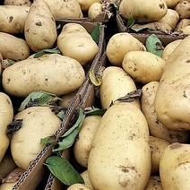 山东优质荷兰十五土豆即将大量上市，质量保证，价格便宜