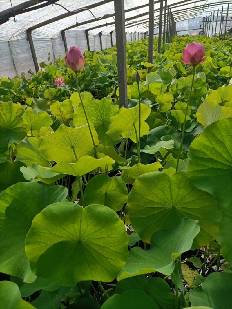荷花，开花荷花，绿化荷花，水生植物，基地直供