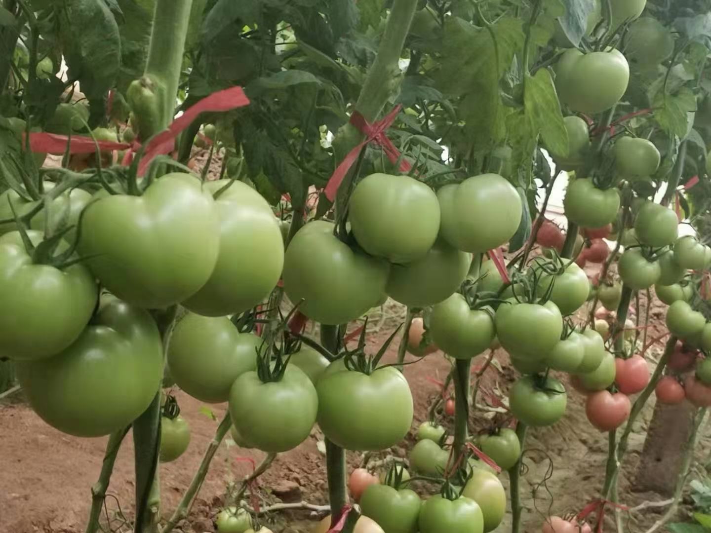 西红柿科学施肥现场图