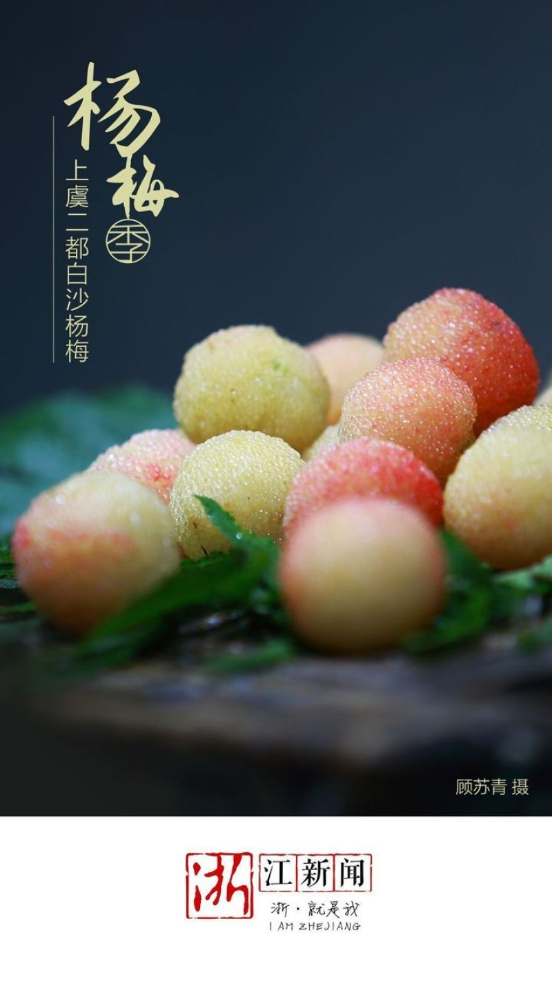 上虞二都白杨梅，色美，味甜，个大，爽口……