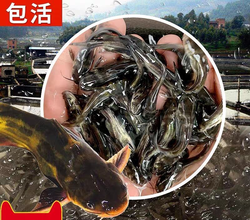 黄颡鱼苗、黄辣丁苗、黄骨鱼苗，大量批发，基地直供。