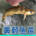 黄颡鱼苗、黄辣丁苗、黄骨鱼苗，大量批发，基地直供。