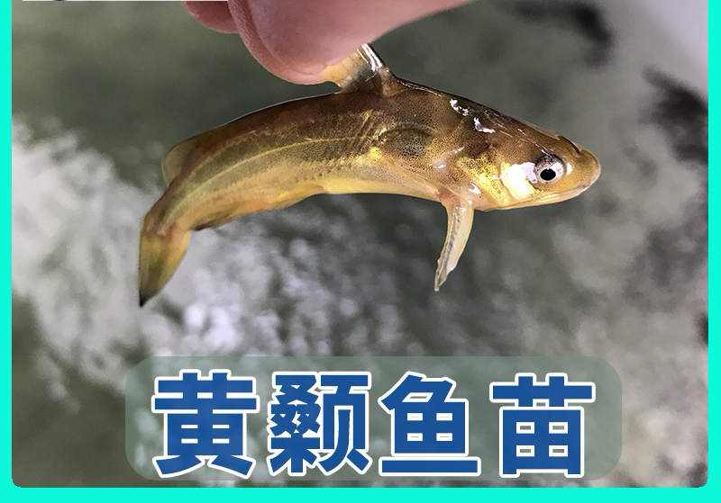 黄颡鱼苗、黄辣丁苗、黄骨鱼苗，大量批发，基地直供。