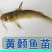 黄颡鱼苗、黄辣丁苗、黄骨鱼苗，大量批发，基地直供。