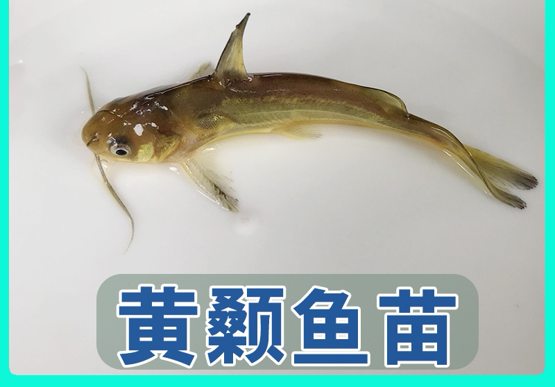 黄颡鱼苗、黄辣丁苗、黄骨鱼苗，大量批发，基地直供。