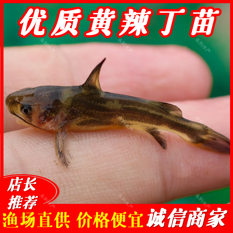 黄颡鱼苗、黄辣丁苗、黄骨鱼苗，大量批发，基地直供。