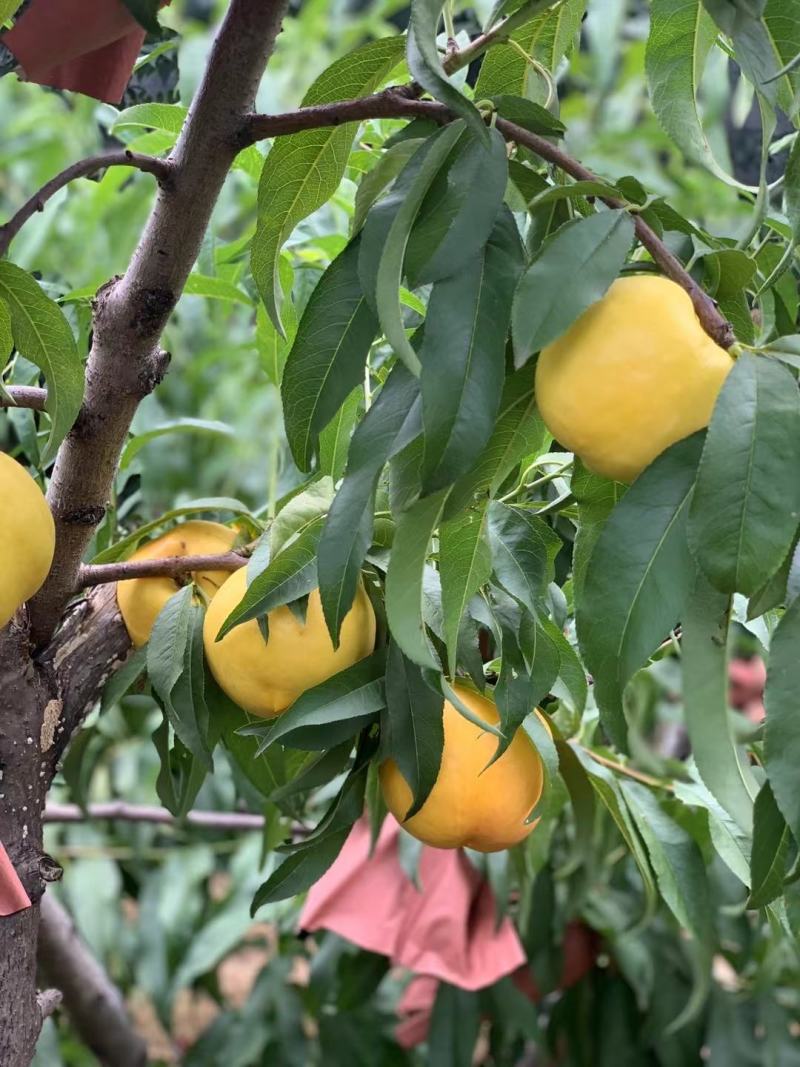 黄金油桃