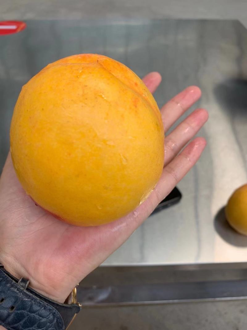 黄金油桃