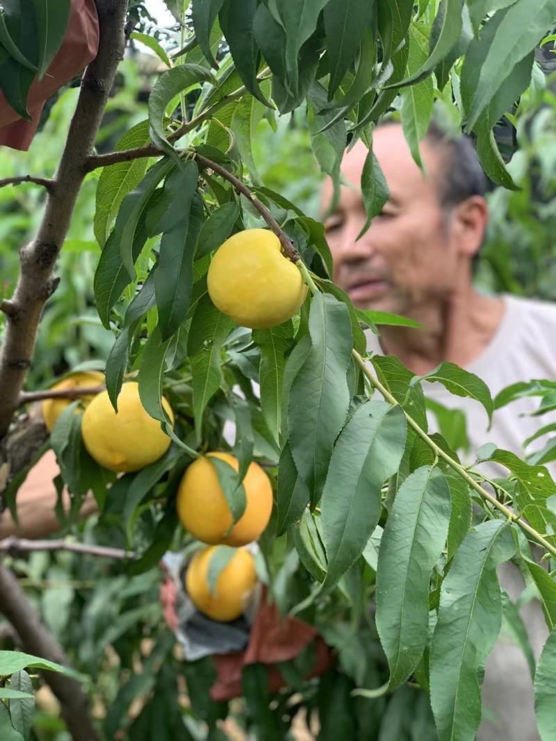黄金油桃