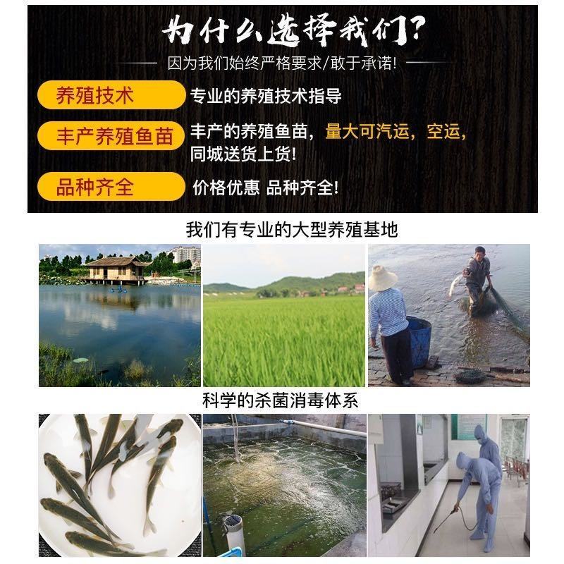 丁桂鱼苗、丁鱥鱼苗、绿丁桂鱼苗，全国发货，欢迎咨询订购