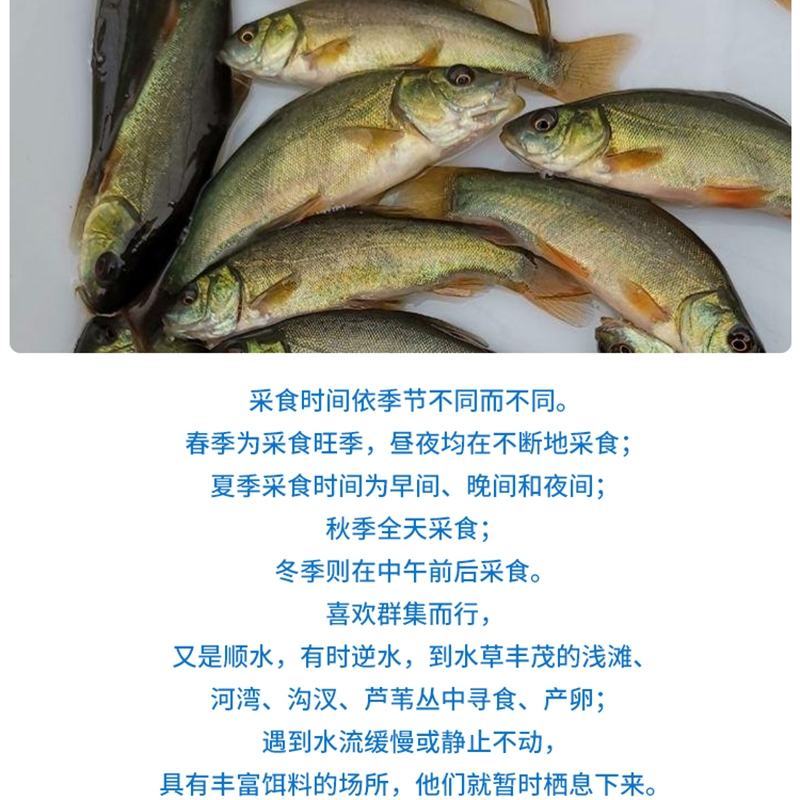 丁桂鱼苗、丁鱥鱼苗、绿丁桂鱼苗，全国发货，欢迎咨询订购