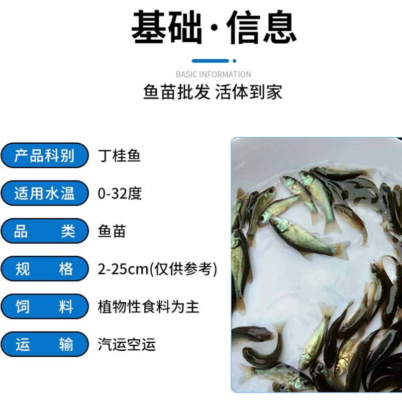 丁桂鱼苗、丁鱥鱼苗、绿丁桂鱼苗，全国发货，欢迎咨询订购