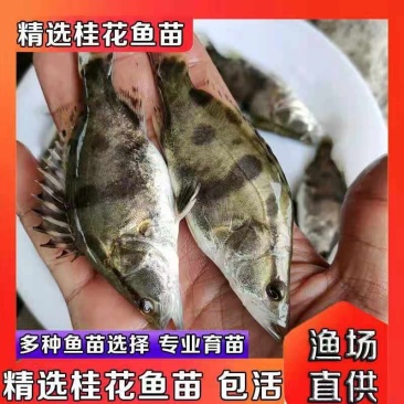 鳜鱼苗、桂花鱼苗、大量批发，产地直供，欢迎咨询、订购。