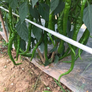 二荆条辣椒丰抗辣椒大量上市，欢迎大家关注